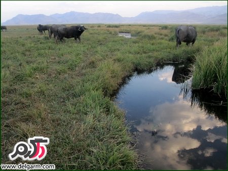 آشنایی با تالاب گندمان بروجن دارای پرندگان کمیاب